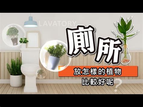 放在廁所的植物|廁所放什麼植物好？4種耐陰且好照顧的植物推薦 